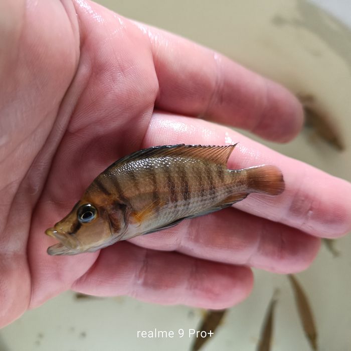 Altolamprologus compressiceps gold head muzi