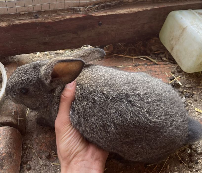Coelhos  para vender
