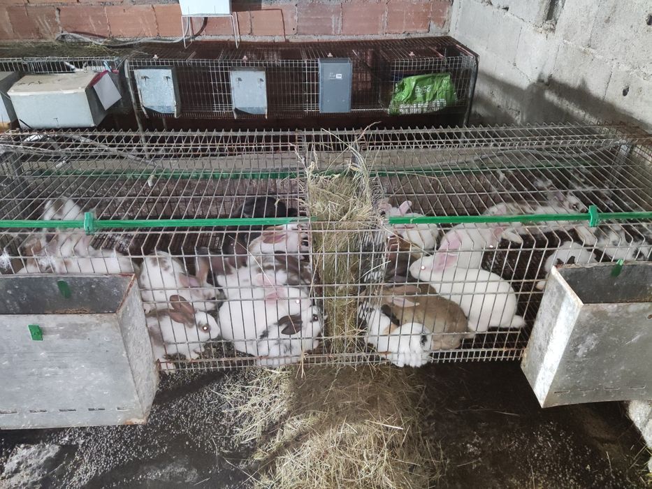 Coelhos para criação ou consumo