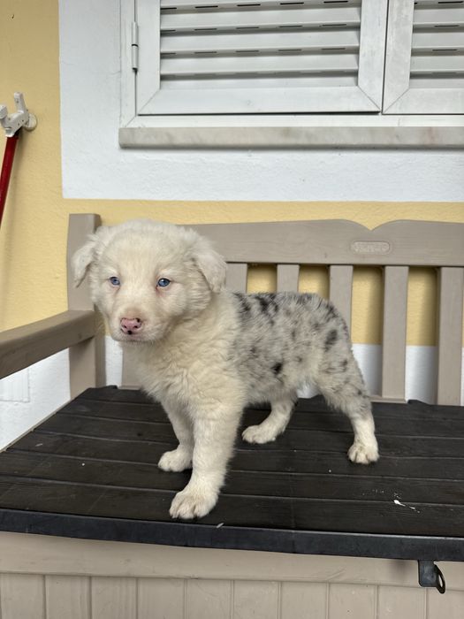 Border Collie Merle Macho com olhos azulão
