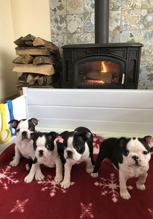 Бостон Терʼєр цуценята, Бостон Терьера щенки