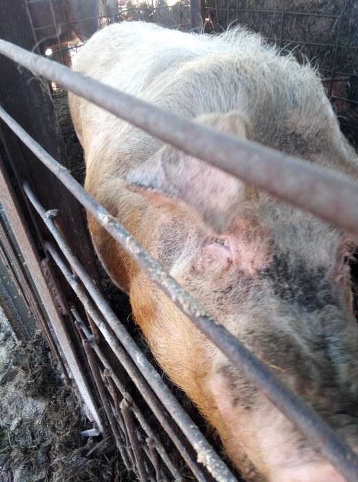 Продам хряка кнура.