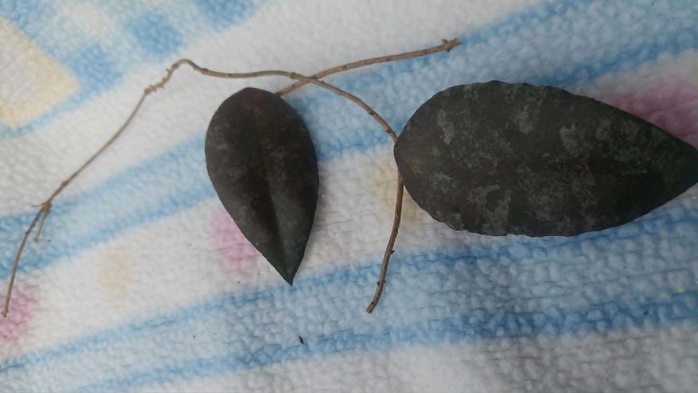 Hoya caudata sumatra. Hoja.