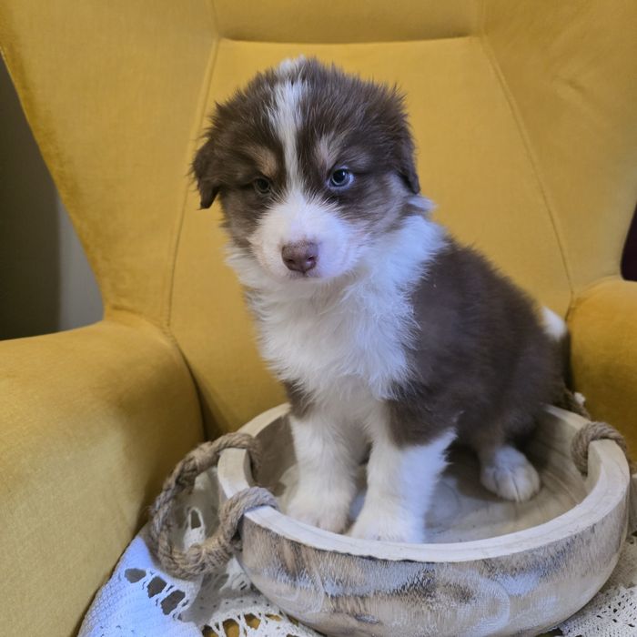 Owczarek australijski FCI suczka juz do odbioru