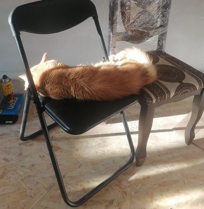 В'язка Мейн-кун, кіт красень шукає даму