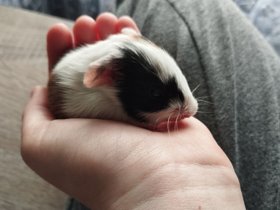 Віддам морські свинки