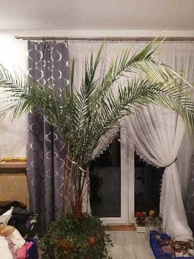 Sprzedam palmę i sadzonki trzykrotki zielonej