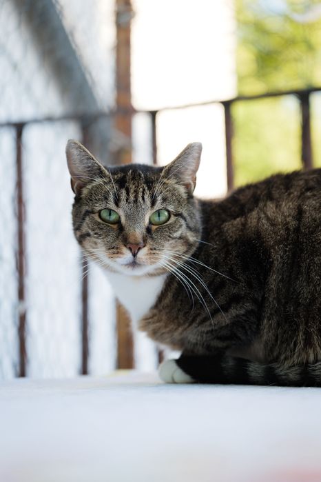 Papaja - spokojna, dorosła kotka szuka domu