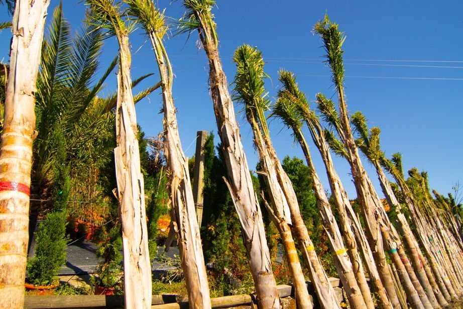 Coqueiros - 200/300/400/500cm - Tronco XL