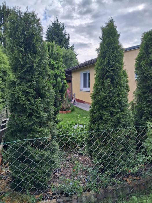 Działka ROD Murowaniec - Widok 5