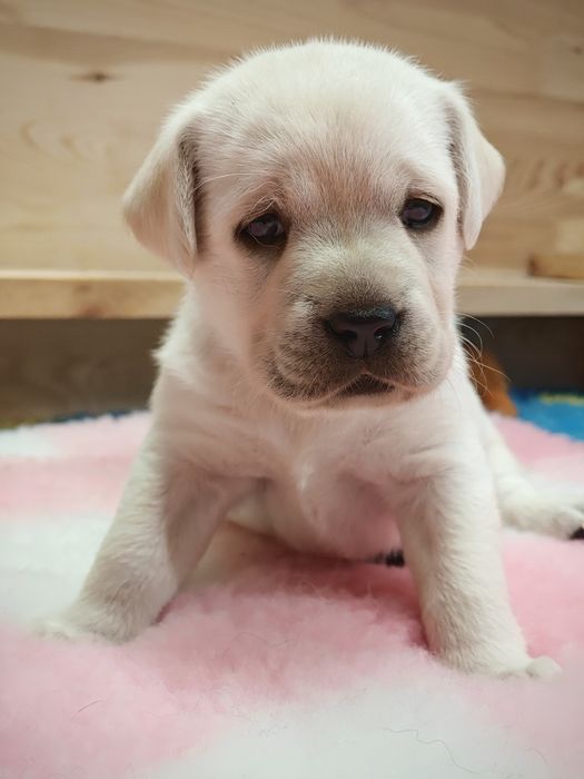 Labrador Retriever suczka