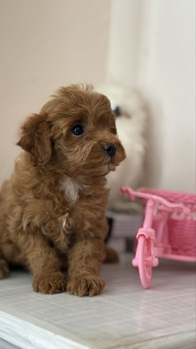 Лялька мальтіпу міні