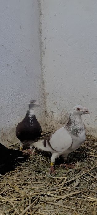 Sprzedam gołębie staropolskie