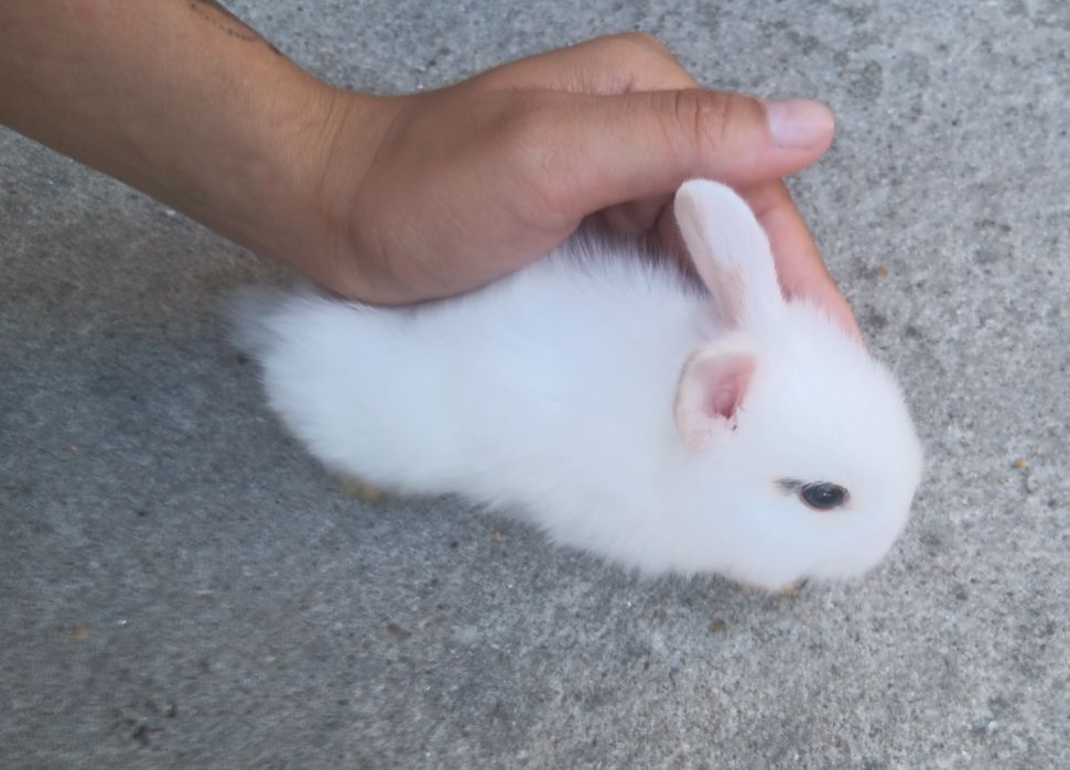 Coelhos anões brancos
