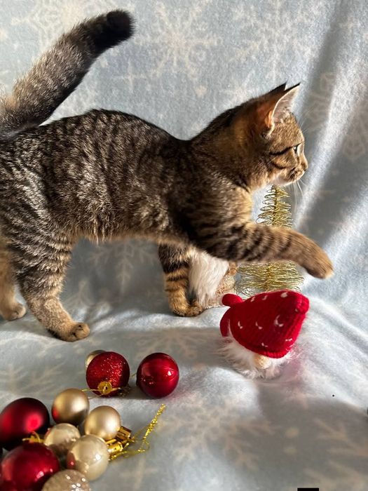 Кошеня-тигреня ДНІПРО