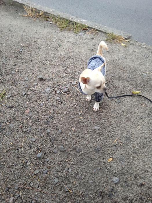 Для вязки,Чихуа Мальчик