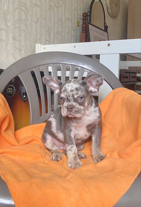 Французик ліловий мерль 2.5 м