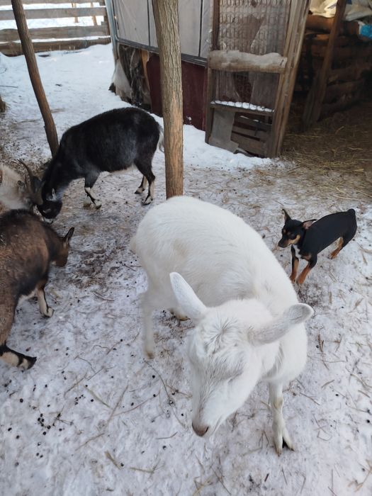 Кози четыре  котние