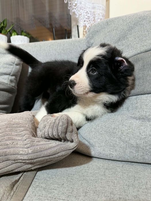 Border collie szczeniak, czarno- biały