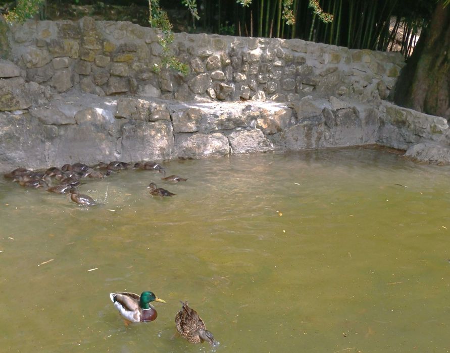 PATOS diversos nascidos e criados em liberdade