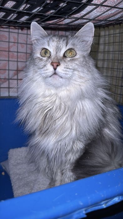 Молода кішечка в хороші руки