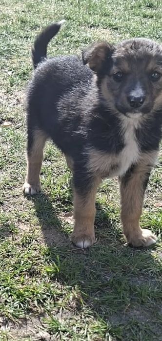 Szczeniak do oddania