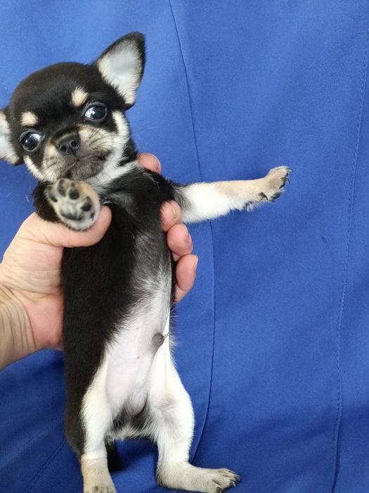 Красунчик хлопчик