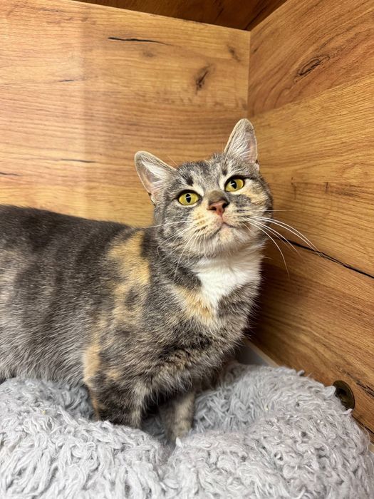 Киця безкоштовно ( стерилізована )