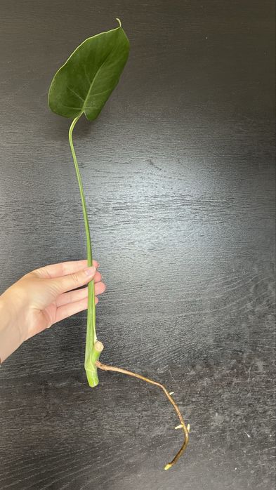 Monstera sadzonka