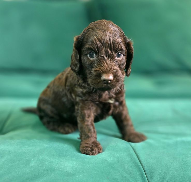 Czekoladowy piesek cockapoo