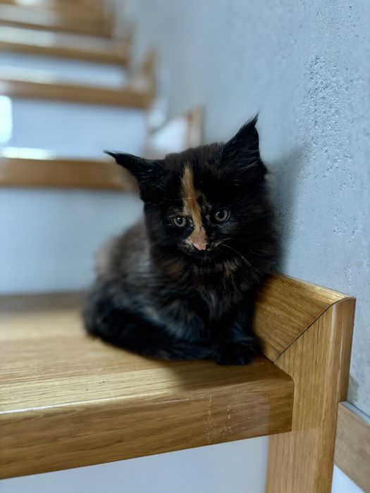 Kociczka Maine Coon