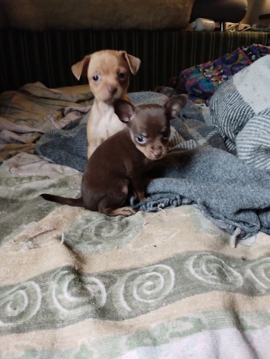 Цуценята Той-тер'єр