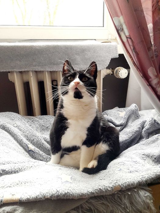 Kotka Angela szuka domu