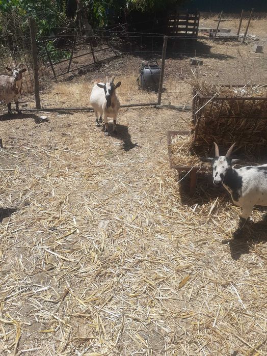 Animais da quinta