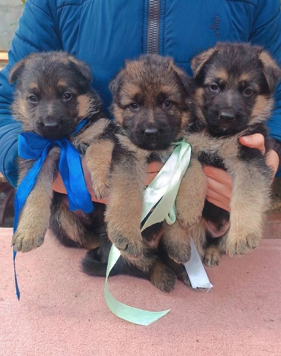Цуценята німецької вівчарки
