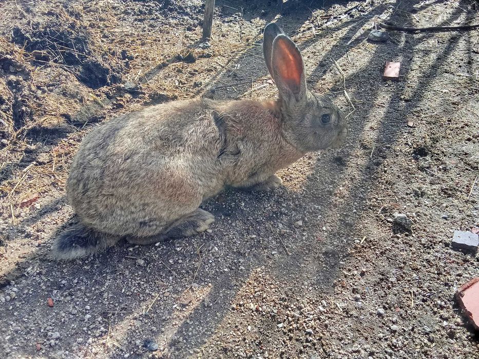 Coelhos para venda (reservados)