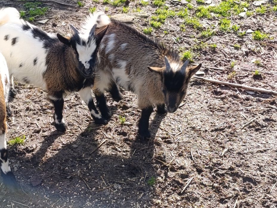 Cabritos anãs - anjmais