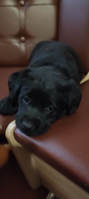 Лабрадори ретривери цуценята