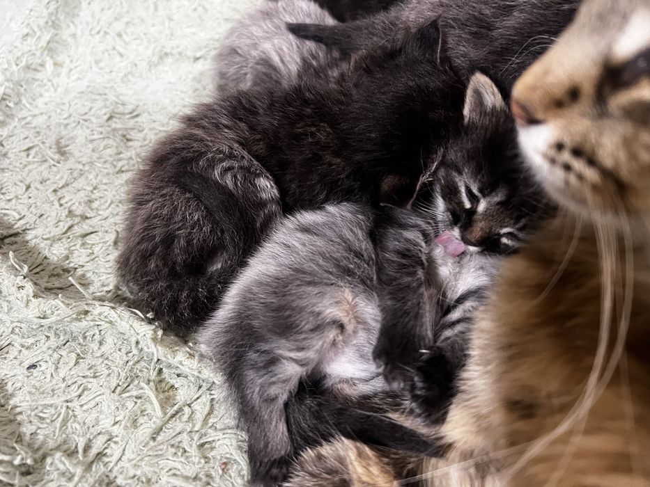 Віддам кошенят у добрі руки