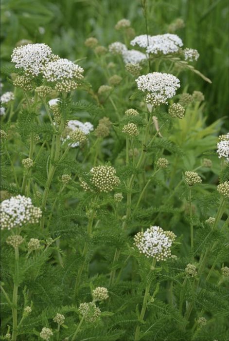 achillea millefolium