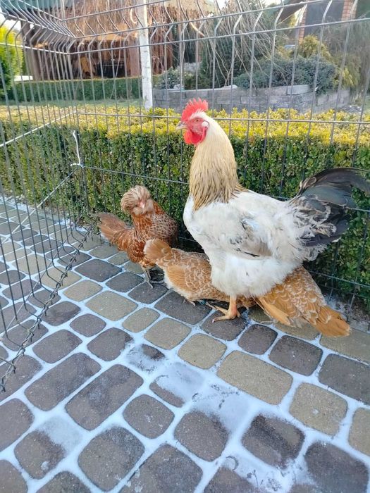 Czubatka Wielbłądzia Miniaturowa