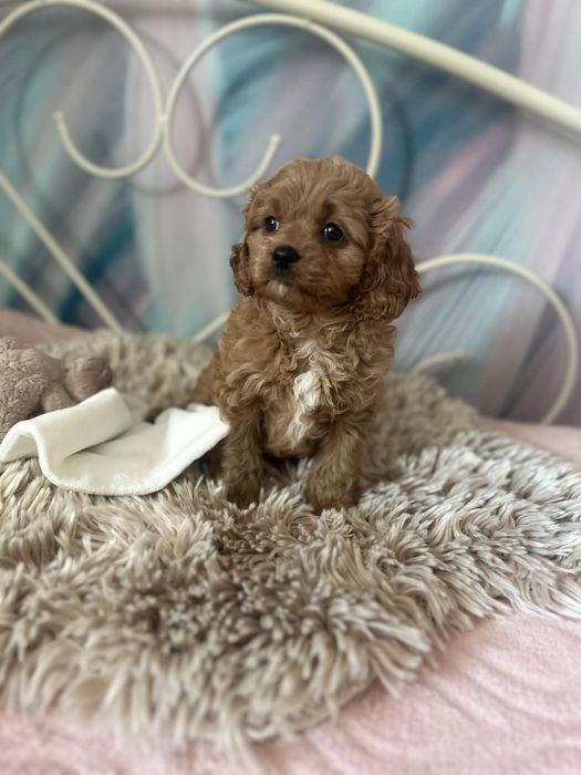 Cudowny piesek Cavapoo