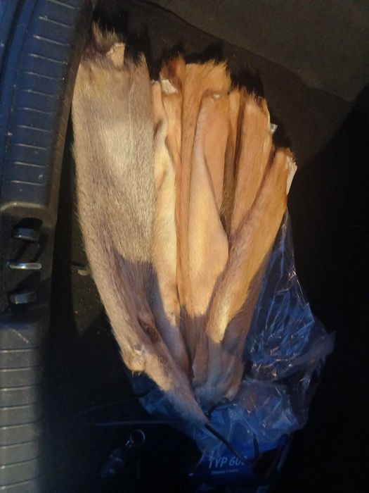 Skórki futra z nutrii