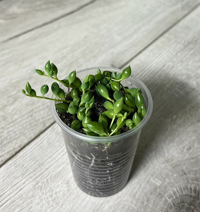 Суккуленты  эхиверия,крассула,седум