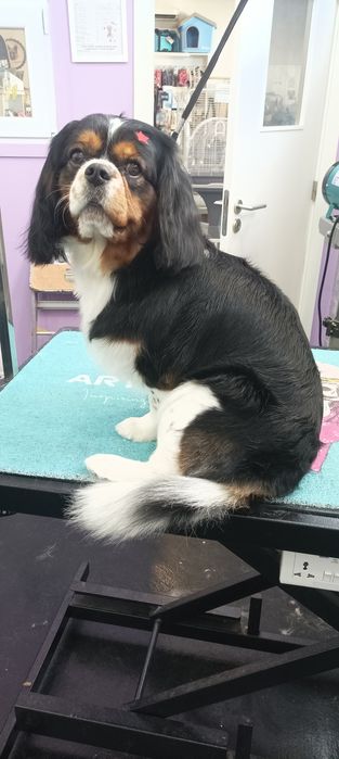 Tosquias e banhocas Arrábida Dog's Cats