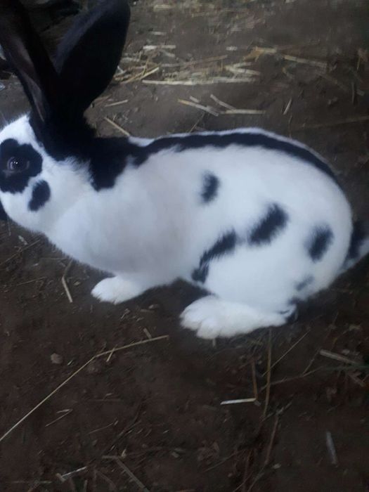 Sprzedam samca srokacz niemiecki