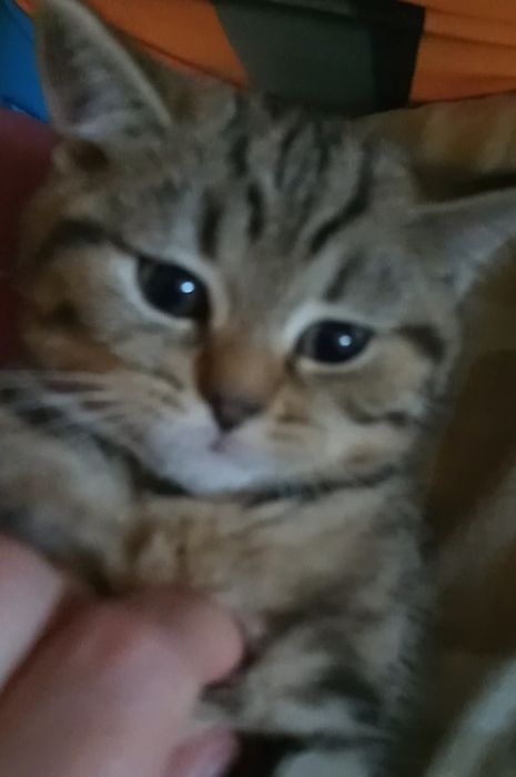 Шотландские, породистые  котята, готовы к переезду. Одесса
