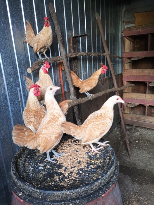 Sebytki wielbłądzie