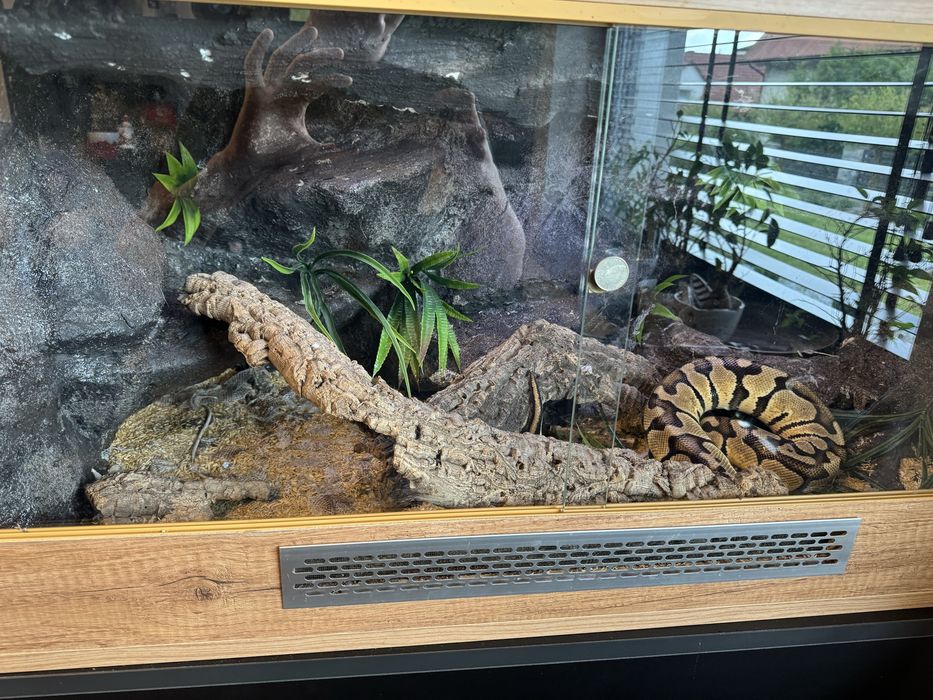 Wąż zbozowy z terrarium