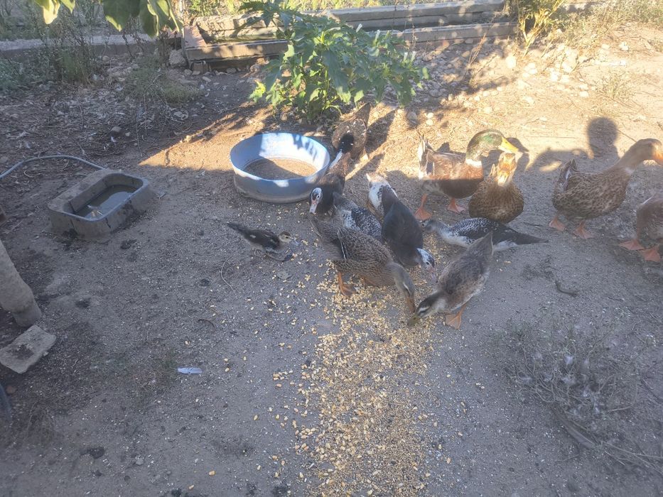 Casal de Patos de rouen